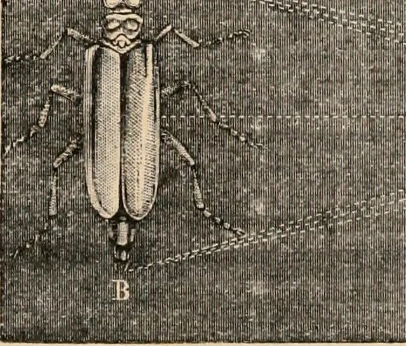 An illustration from Introductory course of natural philosophy for the use of schools and academies. Ed. from Ganot's popular physics. By William G. Peck, 1869, leaf 307