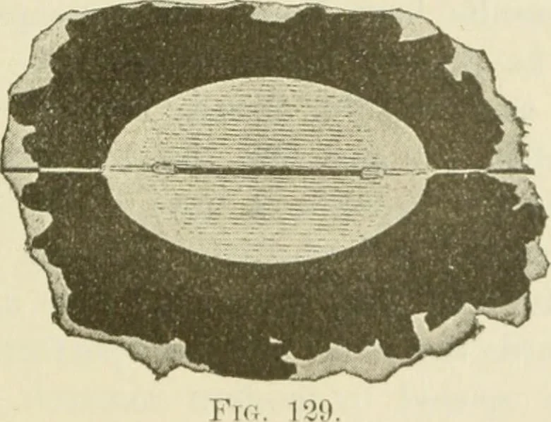 An illustration from The inventions : researches and writing of Nikola Tesla, with special reference to his work in polyphase currents and high potential lighting, 1894, leaf 214