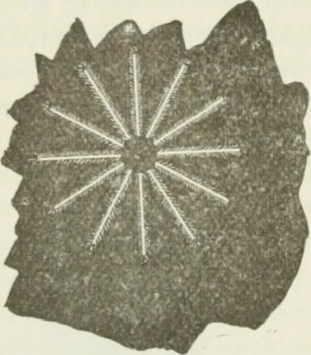 An illustration from The inventions : researches and writing of Nikola Tesla, with special reference to his work in polyphase currents and high potential lighting, 1894, leaf 391