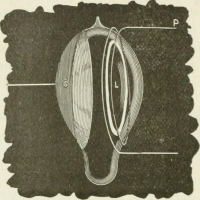 An illustration from The inventions : researches and writing of Nikola Tesla, with special reference to his work in polyphase currents and high potential lighting, 1894, leaf 419