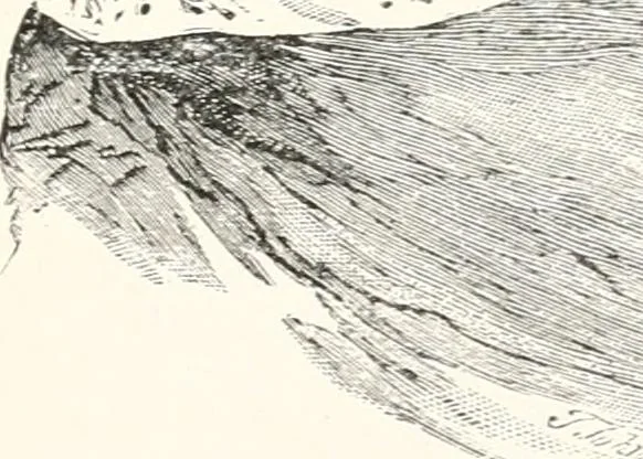 An illustration from Inventors, 1896, leaf 206