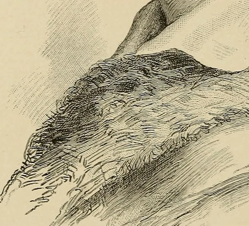 An illustration from Inventors, 1893, leaf 199