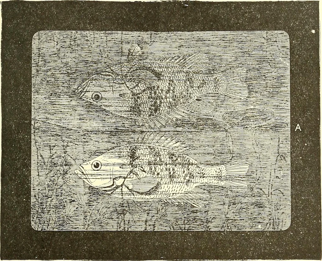 An illustration from Inventors at work, with chapters on discovery, 1906, leaf 114