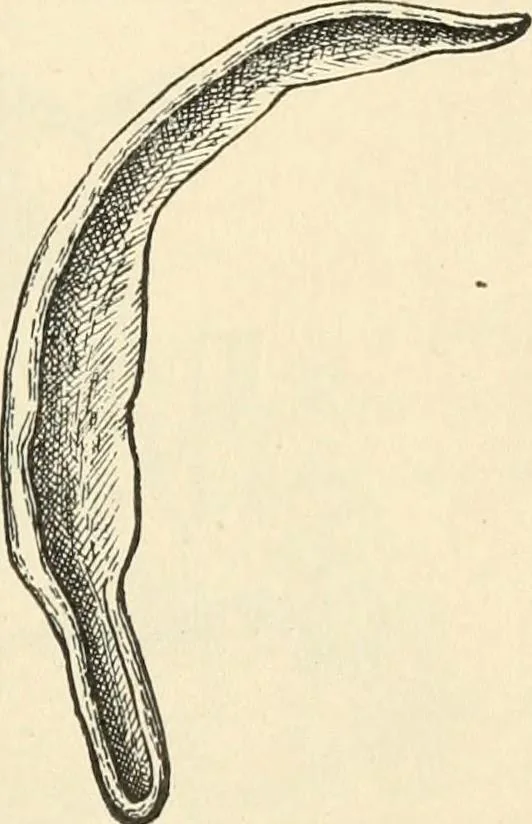 An illustration from The inventors and inventions of Cayuga County, N.Y., 1882, leaf 52