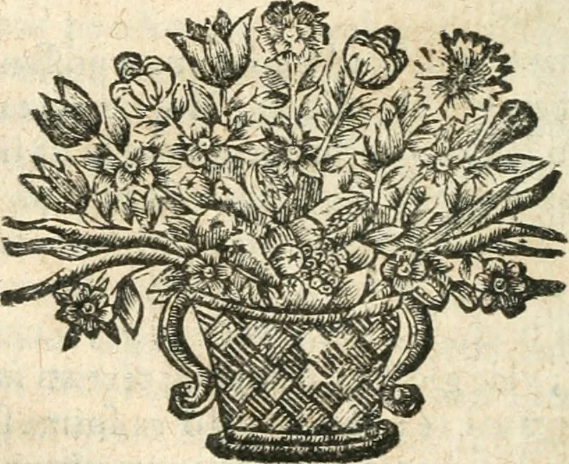 An illustration from Ioan. Garsiae Galleci Tractatvs de expensis et meliorationibvs, cui de nouo accesserunt Ioannis Garsiae a Saabedra Tractatvs qvatvor: I. De donatione remuneratoria, II. De tacito fideicommisso, III. De hypotheca post contractum, IV. De coniugali acquaestu, 1671, leaf 557