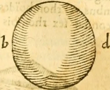 An illustration from Ioan Henrici Alstedii Scientiarum omnium encyclopædiæ : tomus primus [-quartus] ..., 1649, leaf 964