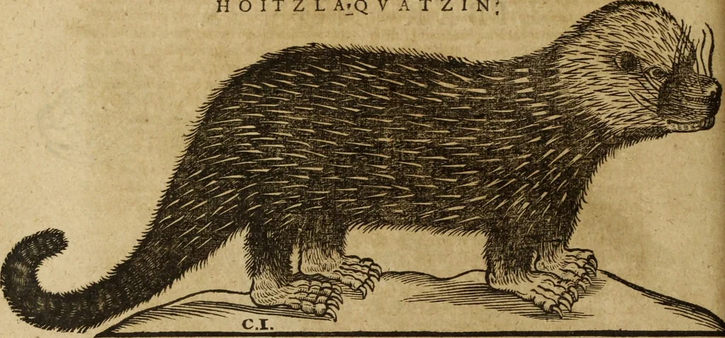 An illustration from Ioannis Eusebii Nierembergii Madritensis ex Societate Iesu ... Historia naturae, maxime peregrinae, libris XVI. distincta : in quibus rarissima naturae arcana, etiam astronomica, & ignota Indiarum animalia, ... plantae, metalla, lapides & alia mineralia, fluuiorumque & elementorum conditiones, etiam cum proprietatibus medicinalibus, describuntur ... : accedunt de miris & miraculosis naturis in Europâ libri duo, item de iisdem in terrâ Hebraeis promissâ liber vnus, 1635, leaf 167