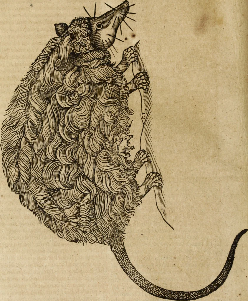 An illustration from Ioannis Eusebii Nierembergii Madritensis ex Societate Iesu ... Historia naturae, maxime peregrinae, libris XVI. distincta : in quibus rarissima naturae arcana, etiam astronomica, & ignota Indiarum animalia, ... plantae, metalla, lapides & alia mineralia, fluuiorumque & elementorum conditiones, etiam cum proprietatibus medicinalibus, describuntur ... : accedunt de miris & miraculosis naturis in Europâ libri duo, item de iisdem in terrâ Hebraeis promissâ liber vnus, 1635, leaf 169