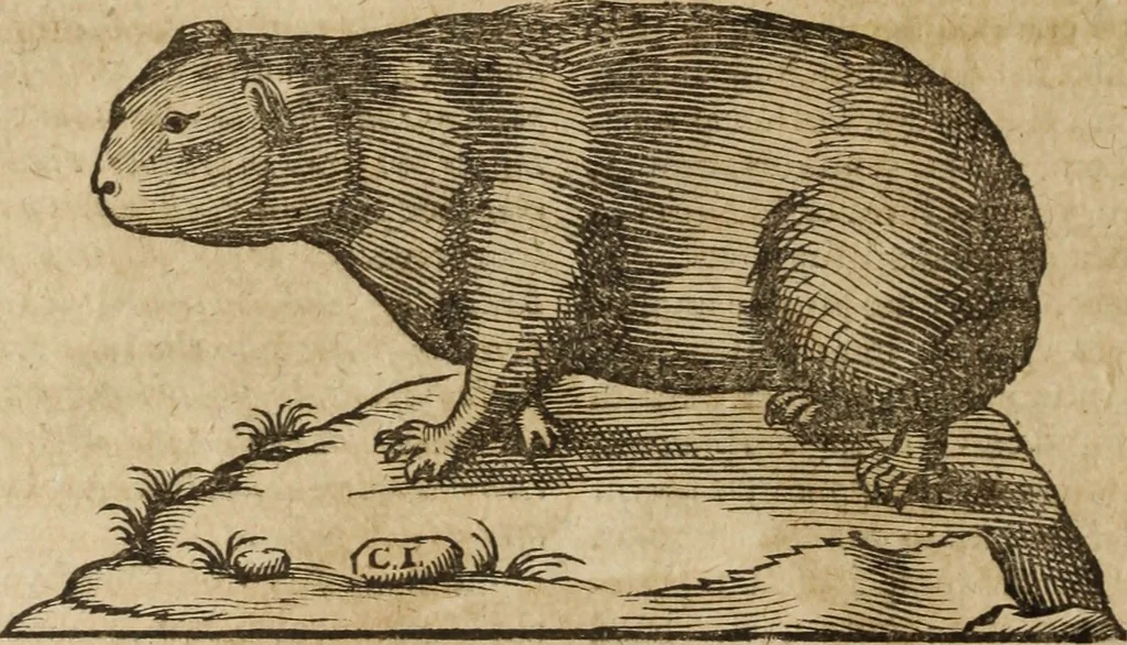 An illustration from Ioannis Eusebii Nierembergii Madritensis ex Societate Iesu ... Historia naturae, maxime peregrinae, libris XVI. distincta : in quibus rarissima naturae arcana, etiam astronomica, & ignota Indiarum animalia, ... plantae, metalla, lapides & alia mineralia, fluuiorumque & elementorum conditiones, etiam cum proprietatibus medicinalibus, describuntur ... : accedunt de miris & miraculosis naturis in Europâ libri duo, item de iisdem in terrâ Hebraeis promissâ liber vnus, 1635, leaf 173
