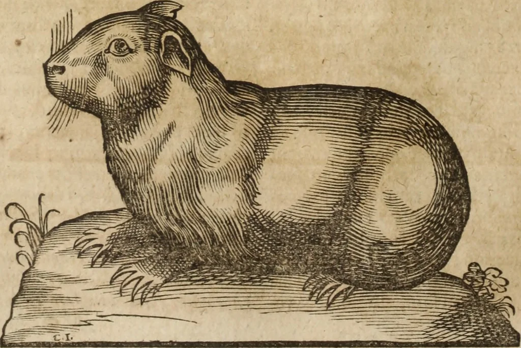 An illustration from Ioannis Eusebii Nierembergii Madritensis ex Societate Iesu ... Historia naturae, maxime peregrinae, libris XVI. distincta : in quibus rarissima naturae arcana, etiam astronomica, & ignota Indiarum animalia, ... plantae, metalla, lapides & alia mineralia, fluuiorumque & elementorum conditiones, etiam cum proprietatibus medicinalibus, describuntur ... : accedunt de miris & miraculosis naturis in Europâ libri duo, item de iisdem in terrâ Hebraeis promissâ liber vnus, 1635, leaf 173