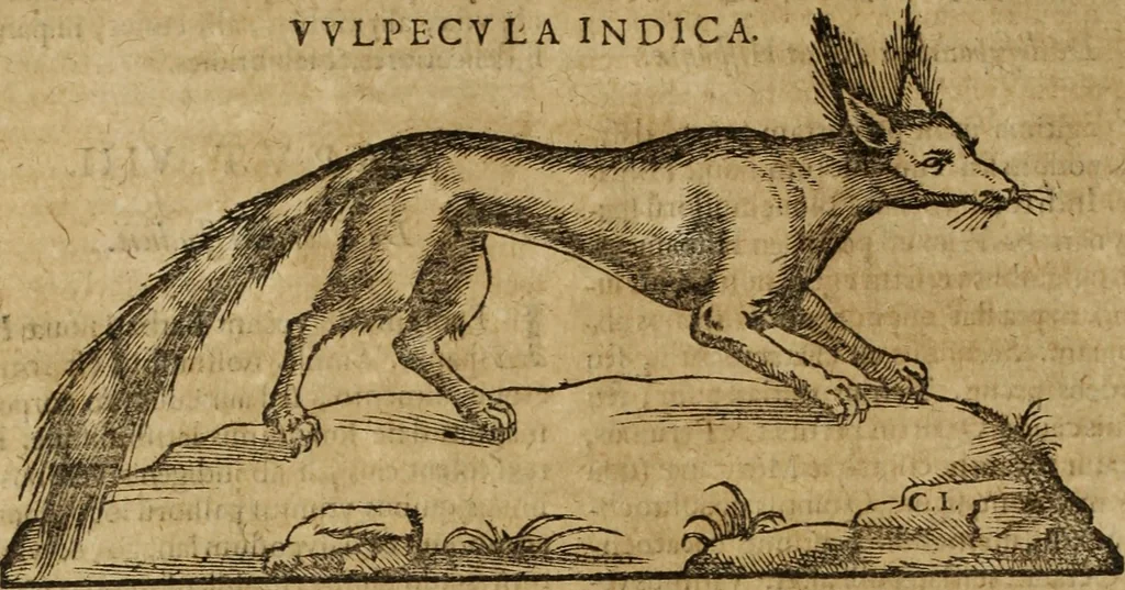 An illustration from Ioannis Eusebii Nierembergii Madritensis ex Societate Iesu ... Historia naturae, maxime peregrinae, libris XVI. distincta : in quibus rarissima naturae arcana, etiam astronomica, & ignota Indiarum animalia, ... plantae, metalla, lapides & alia mineralia, fluuiorumque & elementorum conditiones, etiam cum proprietatibus medicinalibus, describuntur ... : accedunt de miris & miraculosis naturis in Europâ libri duo, item de iisdem in terrâ Hebraeis promissâ liber vnus, 1635, leaf 175