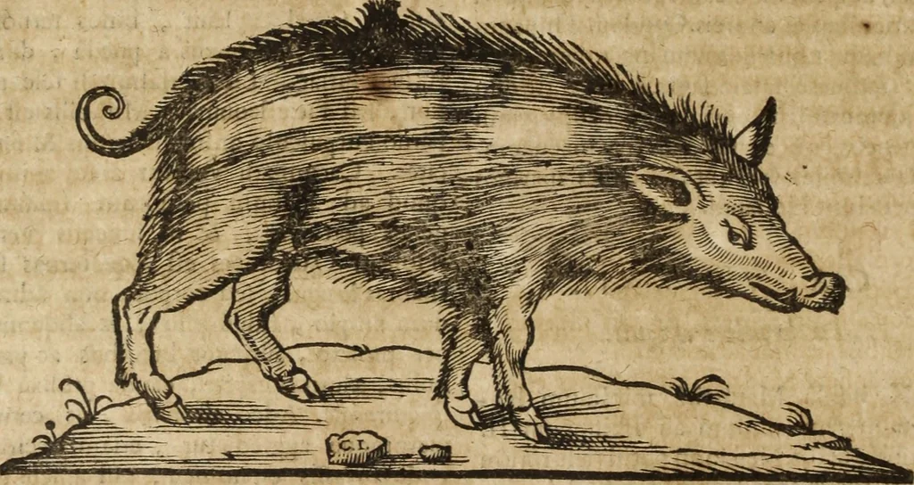 An illustration from Ioannis Eusebii Nierembergii Madritensis ex Societate Iesu ... Historia naturae, maxime peregrinae, libris XVI. distincta : in quibus rarissima naturae arcana, etiam astronomica, & ignota Indiarum animalia, ... plantae, metalla, lapides & alia mineralia, fluuiorumque & elementorum conditiones, etiam cum proprietatibus medicinalibus, describuntur ... : accedunt de miris & miraculosis naturis in Europâ libri duo, item de iisdem in terrâ Hebraeis promissâ liber vnus, 1635, leaf 183