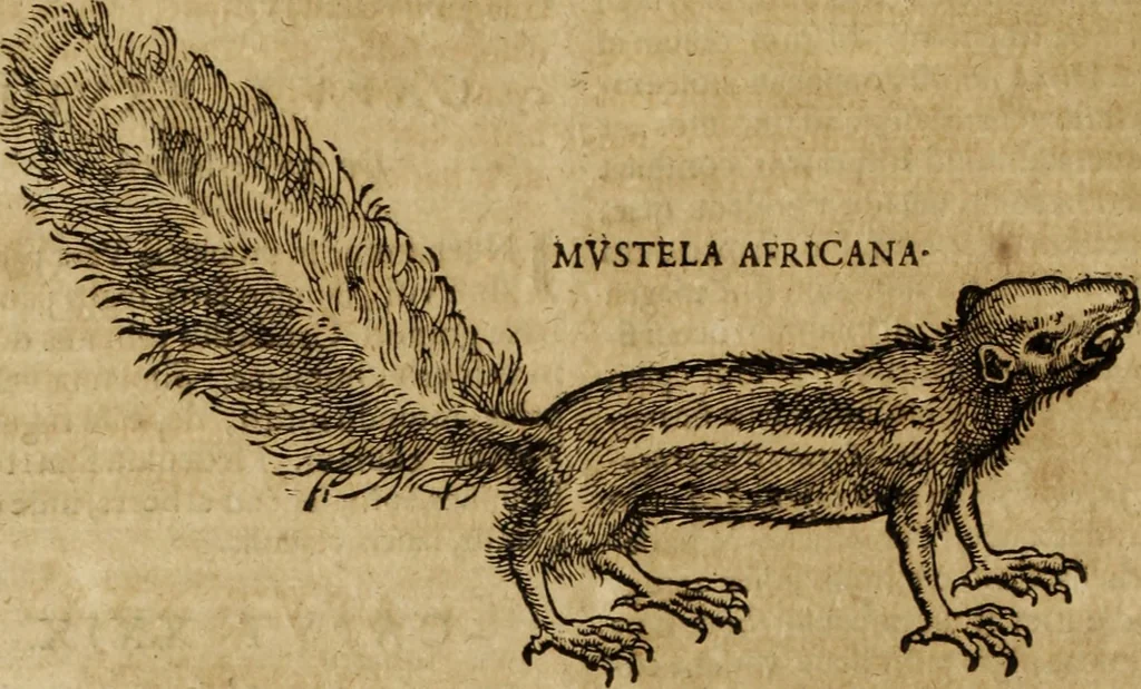 An illustration from Ioannis Eusebii Nierembergii Madritensis ex Societate Iesu ... Historia naturae, maxime peregrinae, libris XVI. distincta : in quibus rarissima naturae arcana, etiam astronomica, & ignota Indiarum animalia, ... plantae, metalla, lapides & alia mineralia, fluuiorumque & elementorum conditiones, etiam cum proprietatibus medicinalibus, describuntur ... : accedunt de miris & miraculosis naturis in Europâ libri duo, item de iisdem in terrâ Hebraeis promissâ liber vnus, 1635, leaf 185