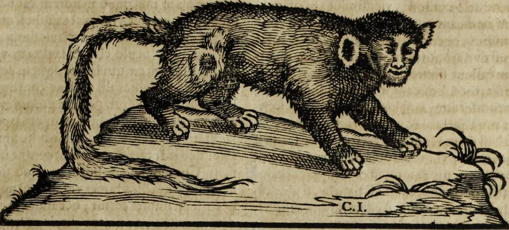 An illustration from Ioannis Eusebii Nierembergii Madritensis ex Societate Iesu ... Historia naturae, maxime peregrinae, libris XVI. distincta : in quibus rarissima naturae arcana, etiam astronomica, & ignota Indiarum animalia, ... plantae, metalla, lapides & alia mineralia, fluuiorumque & elementorum conditiones, etiam cum proprietatibus medicinalibus, describuntur ... : accedunt de miris & miraculosis naturis in Europâ libri duo, item de iisdem in terrâ Hebraeis promissâ liber vnus, 1635, leaf 190