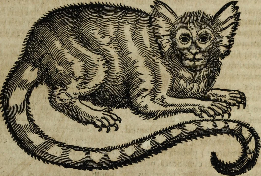 An illustration from Ioannis Eusebii Nierembergii Madritensis ex Societate Iesu ... Historia naturae, maxime peregrinae, libris XVI. distincta : in quibus rarissima naturae arcana, etiam astronomica, & ignota Indiarum animalia, ... plantae, metalla, lapides & alia mineralia, fluuiorumque & elementorum conditiones, etiam cum proprietatibus medicinalibus, describuntur ... : accedunt de miris & miraculosis naturis in Europâ libri duo, item de iisdem in terrâ Hebraeis promissâ liber vnus, 1635, leaf 190