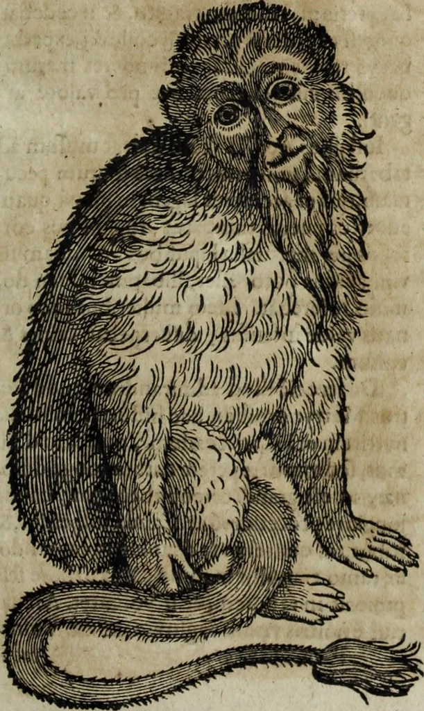An illustration from Ioannis Eusebii Nierembergii Madritensis ex Societate Iesu ... Historia naturae, maxime peregrinae, libris XVI. distincta : in quibus rarissima naturae arcana, etiam astronomica, & ignota Indiarum animalia, ... plantae, metalla, lapides & alia mineralia, fluuiorumque & elementorum conditiones, etiam cum proprietatibus medicinalibus, describuntur ... : accedunt de miris & miraculosis naturis in Europâ libri duo, item de iisdem in terrâ Hebraeis promissâ liber vnus, 1635, leaf 190