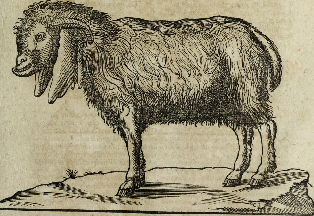 An illustration from Ioannis Eusebii Nierembergii Madritensis ex Societate Iesu ... Historia naturae, maxime peregrinae, libris XVI. distincta : in quibus rarissima naturae arcana, etiam astronomica, & ignota Indiarum animalia, ... plantae, metalla, lapides & alia mineralia, fluuiorumque & elementorum conditiones, etiam cum proprietatibus medicinalibus, describuntur ... : accedunt de miris & miraculosis naturis in Europâ libri duo, item de iisdem in terrâ Hebraeis promissâ liber vnus, 1635, leaf 196