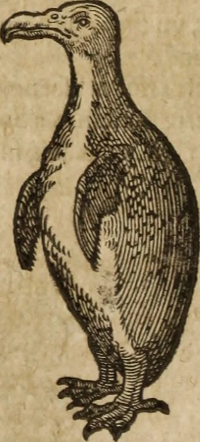 An illustration from Ioannis Eusebii Nierembergii Madritensis ex Societate Iesu ... Historia naturae, maxime peregrinae, libris XVI. distincta : in quibus rarissima naturae arcana, etiam astronomica, & ignota Indiarum animalia, ... plantae, metalla, lapides & alia mineralia, fluuiorumque & elementorum conditiones, etiam cum proprietatibus medicinalibus, describuntur ... : accedunt de miris & miraculosis naturis in Europâ libri duo, item de iisdem in terrâ Hebraeis promissâ liber vnus, 1635, leaf 219