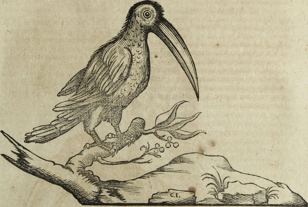An illustration from Ioannis Eusebii Nierembergii Madritensis ex Societate Iesu ... Historia naturae, maxime peregrinae, libris XVI. distincta : in quibus rarissima naturae arcana, etiam astronomica, & ignota Indiarum animalia, ... plantae, metalla, lapides & alia mineralia, fluuiorumque & elementorum conditiones, etiam cum proprietatibus medicinalibus, describuntur ... : accedunt de miris & miraculosis naturis in Europâ libri duo, item de iisdem in terrâ Hebraeis promissâ liber vnus, 1635, leaf 222