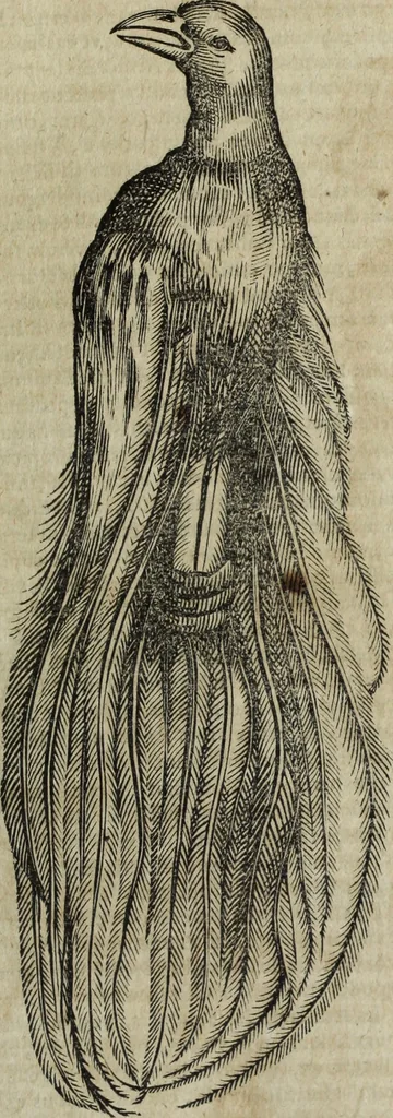 An illustration from Ioannis Eusebii Nierembergii Madritensis ex Societate Iesu ... Historia naturae, maxime peregrinae, libris XVI. distincta : in quibus rarissima naturae arcana, etiam astronomica, & ignota Indiarum animalia, ... plantae, metalla, lapides & alia mineralia, fluuiorumque & elementorum conditiones, etiam cum proprietatibus medicinalibus, describuntur ... : accedunt de miris & miraculosis naturis in Europâ libri duo, item de iisdem in terrâ Hebraeis promissâ liber vnus, 1635, leaf 224