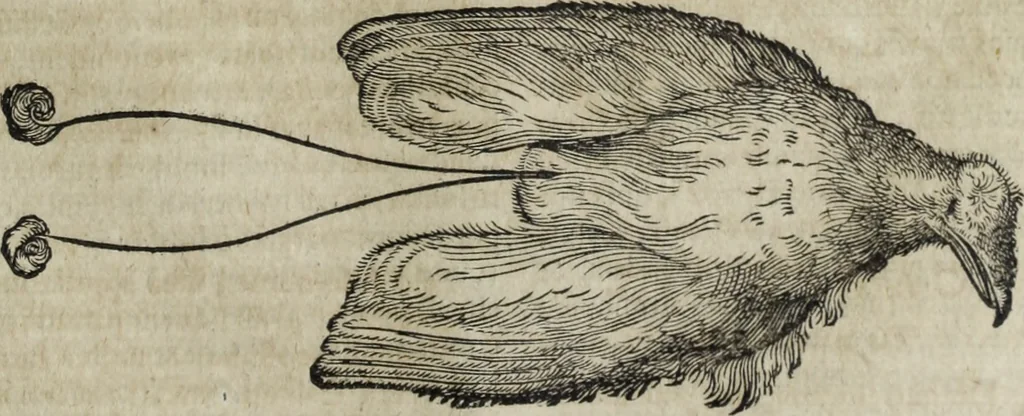 An illustration from Ioannis Eusebii Nierembergii Madritensis ex Societate Iesu ... Historia naturae, maxime peregrinae, libris XVI. distincta : in quibus rarissima naturae arcana, etiam astronomica, & ignota Indiarum animalia, ... plantae, metalla, lapides & alia mineralia, fluuiorumque & elementorum conditiones, etiam cum proprietatibus medicinalibus, describuntur ... : accedunt de miris & miraculosis naturis in Europâ libri duo, item de iisdem in terrâ Hebraeis promissâ liber vnus, 1635, leaf 224