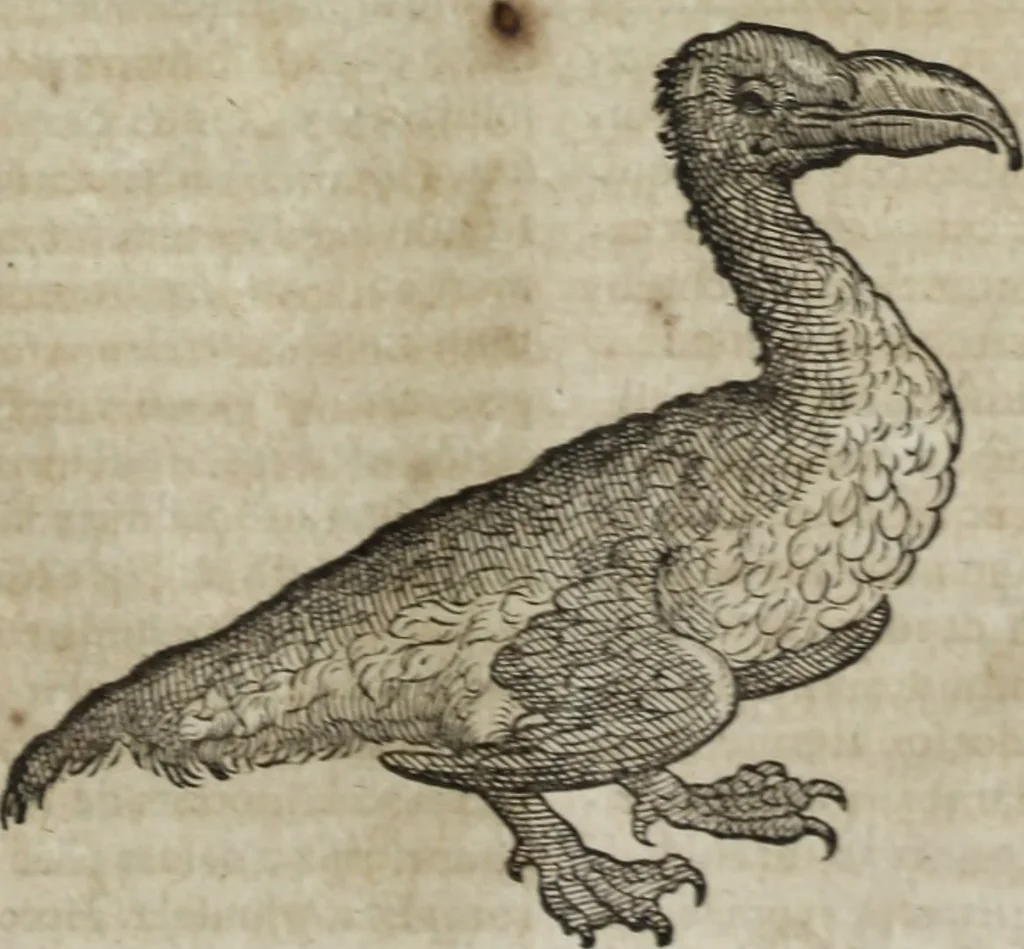 An illustration from Ioannis Eusebii Nierembergii Madritensis ex Societate Iesu ... Historia naturae, maxime peregrinae, libris XVI. distincta : in quibus rarissima naturae arcana, etiam astronomica, & ignota Indiarum animalia, ... plantae, metalla, lapides & alia mineralia, fluuiorumque & elementorum conditiones, etiam cum proprietatibus medicinalibus, describuntur ... : accedunt de miris & miraculosis naturis in Europâ libri duo, item de iisdem in terrâ Hebraeis promissâ liber vnus, 1635, leaf 228