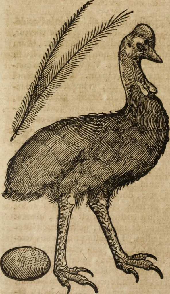 An illustration from Ioannis Eusebii Nierembergii Madritensis ex Societate Iesu ... Historia naturae, maxime peregrinae, libris XVI. distincta : in quibus rarissima naturae arcana, etiam astronomica, & ignota Indiarum animalia, ... plantae, metalla, lapides & alia mineralia, fluuiorumque & elementorum conditiones, etiam cum proprietatibus medicinalibus, describuntur ... : accedunt de miris & miraculosis naturis in Europâ libri duo, item de iisdem in terrâ Hebraeis promissâ liber vnus, 1635, leaf 231