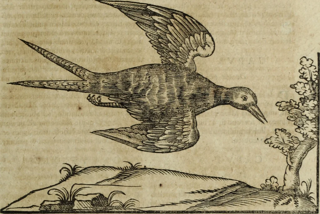 An illustration from Ioannis Eusebii Nierembergii Madritensis ex Societate Iesu ... Historia naturae, maxime peregrinae, libris XVI. distincta : in quibus rarissima naturae arcana, etiam astronomica, & ignota Indiarum animalia, ... plantae, metalla, lapides & alia mineralia, fluuiorumque & elementorum conditiones, etiam cum proprietatibus medicinalibus, describuntur ... : accedunt de miris & miraculosis naturis in Europâ libri duo, item de iisdem in terrâ Hebraeis promissâ liber vnus, 1635, leaf 234