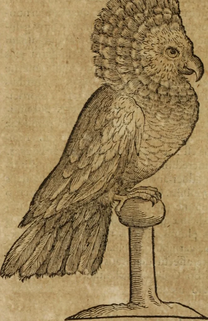 An illustration from Ioannis Eusebii Nierembergii Madritensis ex Societate Iesu ... Historia naturae, maxime peregrinae, libris XVI. distincta : in quibus rarissima naturae arcana, etiam astronomica, & ignota Indiarum animalia, ... plantae, metalla, lapides & alia mineralia, fluuiorumque & elementorum conditiones, etiam cum proprietatibus medicinalibus, describuntur ... : accedunt de miris & miraculosis naturis in Europâ libri duo, item de iisdem in terrâ Hebraeis promissâ liber vnus, 1635, leaf 239