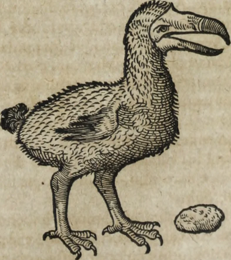 An illustration from Ioannis Eusebii Nierembergii Madritensis ex Societate Iesu ... Historia naturae, maxime peregrinae, libris XVI. distincta : in quibus rarissima naturae arcana, etiam astronomica, & ignota Indiarum animalia, ... plantae, metalla, lapides & alia mineralia, fluuiorumque & elementorum conditiones, etiam cum proprietatibus medicinalibus, describuntur ... : accedunt de miris & miraculosis naturis in Europâ libri duo, item de iisdem in terrâ Hebraeis promissâ liber vnus, 1635, leaf 244