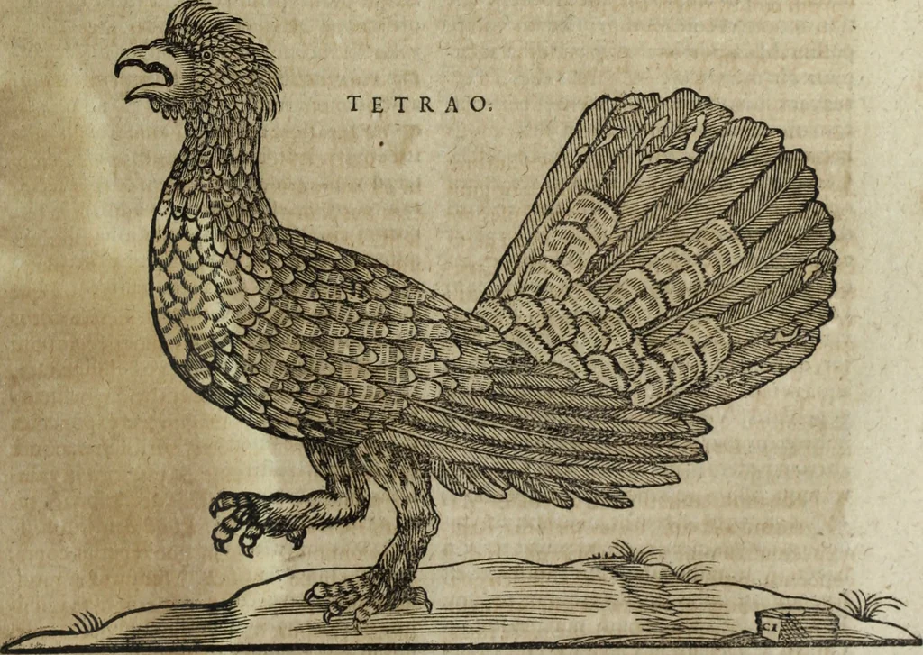 An illustration from Ioannis Eusebii Nierembergii Madritensis ex Societate Iesu ... Historia naturae, maxime peregrinae, libris XVI. distincta : in quibus rarissima naturae arcana, etiam astronomica, & ignota Indiarum animalia, ... plantae, metalla, lapides & alia mineralia, fluuiorumque & elementorum conditiones, etiam cum proprietatibus medicinalibus, describuntur ... : accedunt de miris & miraculosis naturis in Europâ libri duo, item de iisdem in terrâ Hebraeis promissâ liber vnus, 1635, leaf 248
