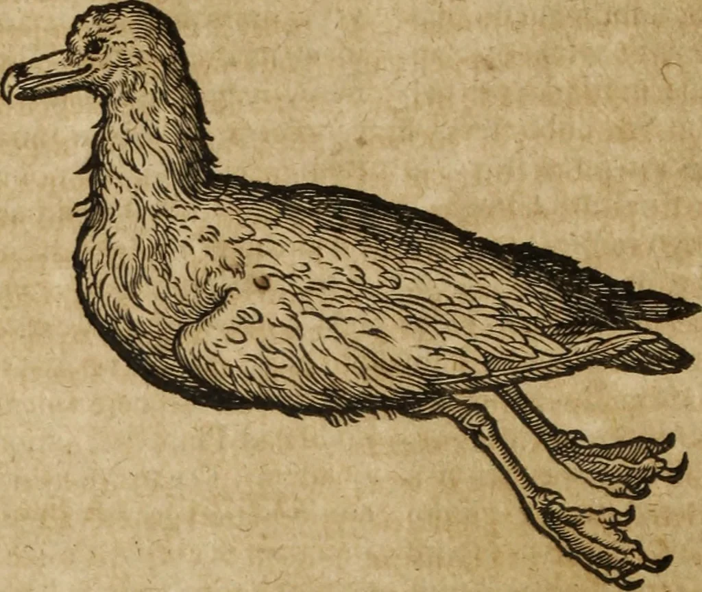 An illustration from Ioannis Eusebii Nierembergii Madritensis ex Societate Iesu ... Historia naturae, maxime peregrinae, libris XVI. distincta : in quibus rarissima naturae arcana, etiam astronomica, & ignota Indiarum animalia, ... plantae, metalla, lapides & alia mineralia, fluuiorumque & elementorum conditiones, etiam cum proprietatibus medicinalibus, describuntur ... : accedunt de miris & miraculosis naturis in Europâ libri duo, item de iisdem in terrâ Hebraeis promissâ liber vnus, 1635, leaf 251