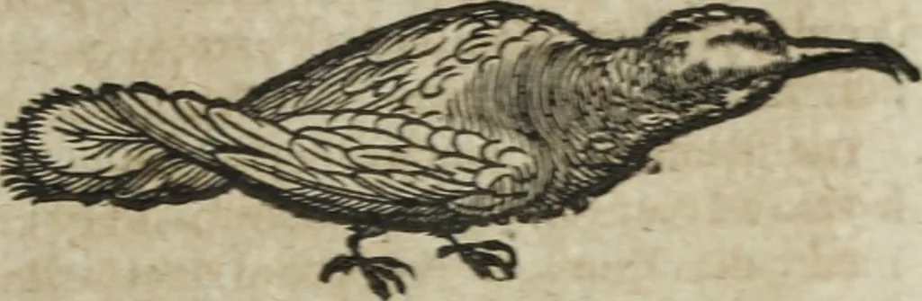 An illustration from Ioannis Eusebii Nierembergii Madritensis ex Societate Iesu ... Historia naturae, maxime peregrinae, libris XVI. distincta : in quibus rarissima naturae arcana, etiam astronomica, & ignota Indiarum animalia, ... plantae, metalla, lapides & alia mineralia, fluuiorumque & elementorum conditiones, etiam cum proprietatibus medicinalibus, describuntur ... : accedunt de miris & miraculosis naturis in Europâ libri duo, item de iisdem in terrâ Hebraeis promissâ liber vnus, 1635, leaf 252