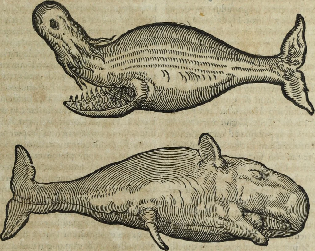 An illustration from Ioannis Eusebii Nierembergii Madritensis ex Societate Iesu ... Historia naturae, maxime peregrinae, libris XVI. distincta : in quibus rarissima naturae arcana, etiam astronomica, & ignota Indiarum animalia, ... plantae, metalla, lapides & alia mineralia, fluuiorumque & elementorum conditiones, etiam cum proprietatibus medicinalibus, describuntur ... : accedunt de miris & miraculosis naturis in Europâ libri duo, item de iisdem in terrâ Hebraeis promissâ liber vnus, 1635, leaf 276