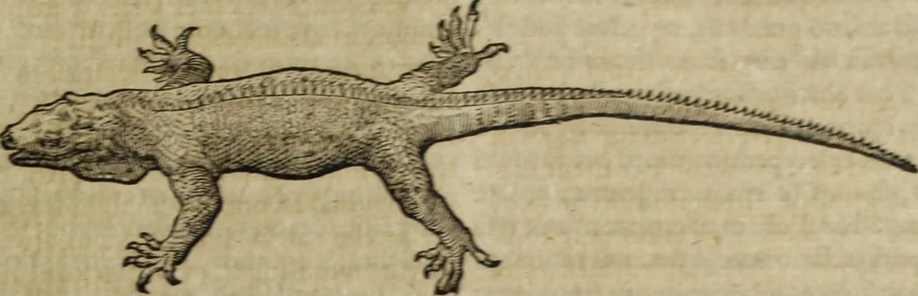 An illustration from Ioannis Eusebii Nierembergii Madritensis ex Societate Iesu ... Historia naturae, maxime peregrinae, libris XVI. distincta : in quibus rarissima naturae arcana, etiam astronomica, & ignota Indiarum animalia, ... plantae, metalla, lapides & alia mineralia, fluuiorumque & elementorum conditiones, etiam cum proprietatibus medicinalibus, describuntur ... : accedunt de miris & miraculosis naturis in Europâ libri duo, item de iisdem in terrâ Hebraeis promissâ liber vnus, 1635, leaf 284
