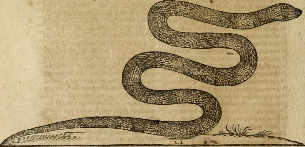 An illustration from Ioannis Eusebii Nierembergii Madritensis ex Societate Iesu ... Historia naturae, maxime peregrinae, libris XVI. distincta : in quibus rarissima naturae arcana, etiam astronomica, & ignota Indiarum animalia, ... plantae, metalla, lapides & alia mineralia, fluuiorumque & elementorum conditiones, etiam cum proprietatibus medicinalibus, describuntur ... : accedunt de miris & miraculosis naturis in Europâ libri duo, item de iisdem in terrâ Hebraeis promissâ liber vnus, 1635, leaf 285