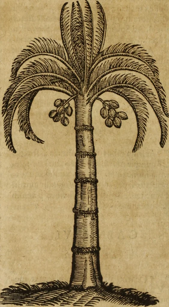 An illustration from Ioannis Eusebii Nierembergii Madritensis ex Societate Iesu ... Historia naturae, maxime peregrinae, libris XVI. distincta : in quibus rarissima naturae arcana, etiam astronomica, & ignota Indiarum animalia, ... plantae, metalla, lapides & alia mineralia, fluuiorumque & elementorum conditiones, etiam cum proprietatibus medicinalibus, describuntur ... : accedunt de miris & miraculosis naturis in Europâ libri duo, item de iisdem in terrâ Hebraeis promissâ liber vnus, 1635, leaf 309