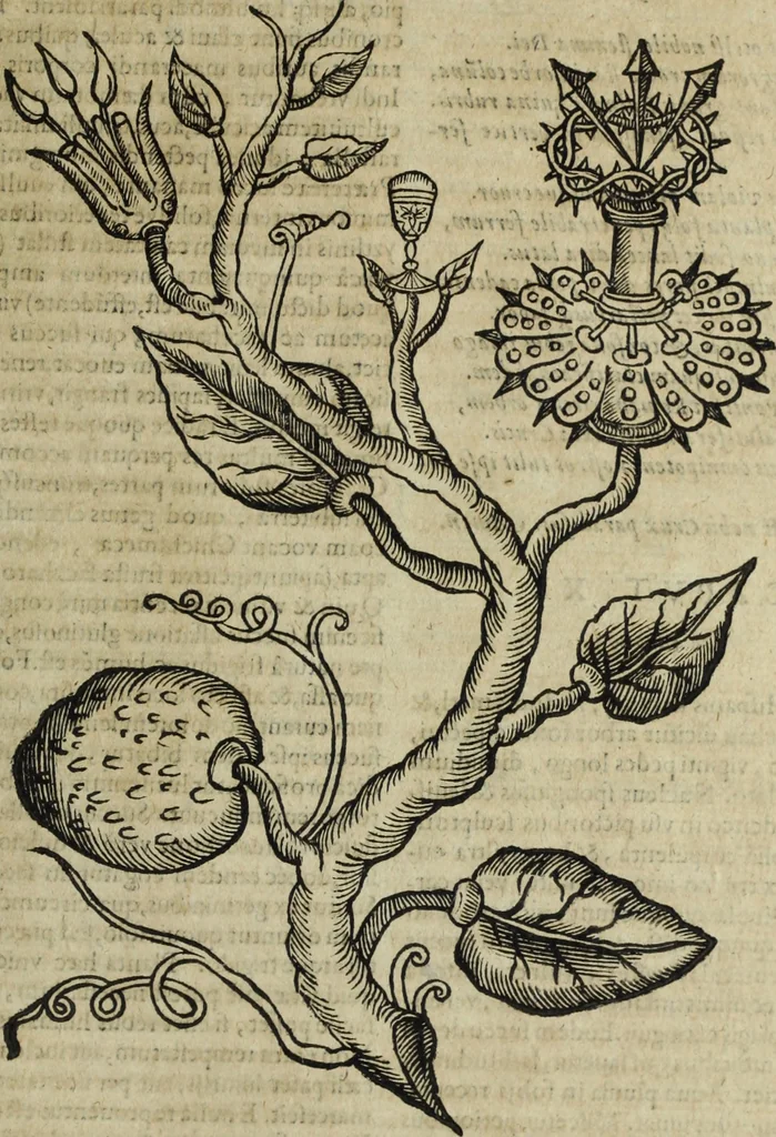 An illustration from Ioannis Eusebii Nierembergii Madritensis ex Societate Iesu ... Historia naturae, maxime peregrinae, libris XVI. distincta : in quibus rarissima naturae arcana, etiam astronomica, & ignota Indiarum animalia, ... plantae, metalla, lapides & alia mineralia, fluuiorumque & elementorum conditiones, etiam cum proprietatibus medicinalibus, describuntur ... : accedunt de miris & miraculosis naturis in Europâ libri duo, item de iisdem in terrâ Hebraeis promissâ liber vnus, 1635, leaf 312