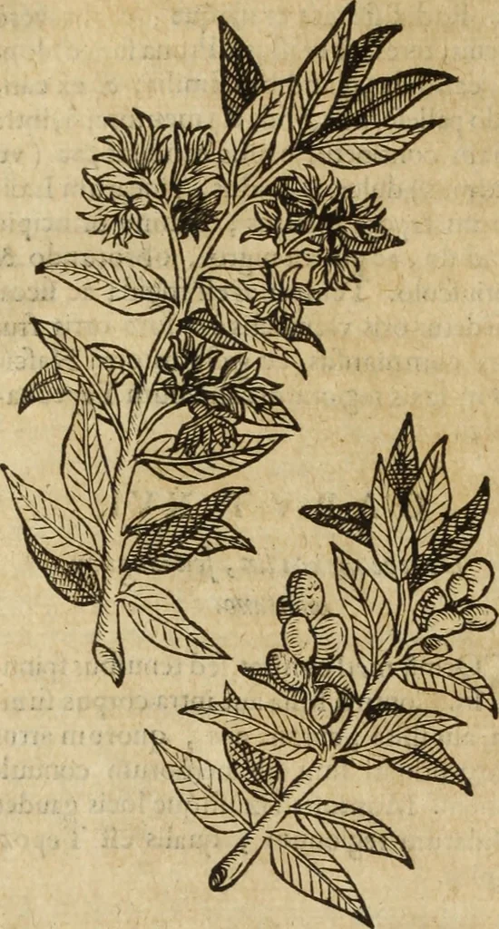 An illustration from Ioannis Eusebii Nierembergii Madritensis ex Societate Iesu ... Historia naturae, maxime peregrinae, libris XVI. distincta : in quibus rarissima naturae arcana, etiam astronomica, & ignota Indiarum animalia, ... plantae, metalla, lapides & alia mineralia, fluuiorumque & elementorum conditiones, etiam cum proprietatibus medicinalibus, describuntur ... : accedunt de miris & miraculosis naturis in Europâ libri duo, item de iisdem in terrâ Hebraeis promissâ liber vnus, 1635, leaf 315