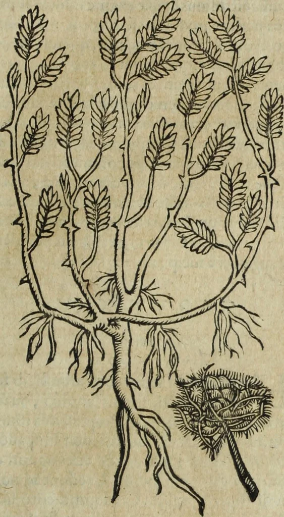 An illustration from Ioannis Eusebii Nierembergii Madritensis ex Societate Iesu ... Historia naturae, maxime peregrinae, libris XVI. distincta : in quibus rarissima naturae arcana, etiam astronomica, & ignota Indiarum animalia, ... plantae, metalla, lapides & alia mineralia, fluuiorumque & elementorum conditiones, etiam cum proprietatibus medicinalibus, describuntur ... : accedunt de miris & miraculosis naturis in Europâ libri duo, item de iisdem in terrâ Hebraeis promissâ liber vnus, 1635, leaf 316
