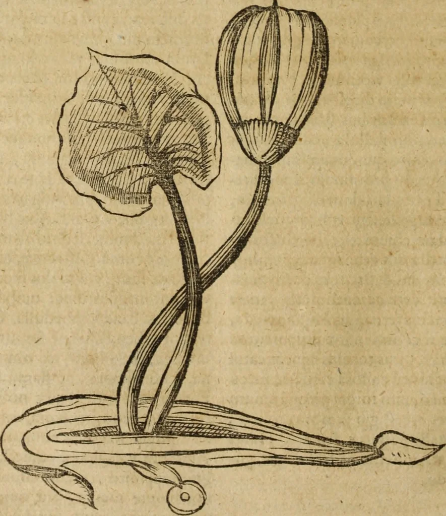 An illustration from Ioannis Eusebii Nierembergii Madritensis ex Societate Iesu ... Historia naturae, maxime peregrinae, libris XVI. distincta : in quibus rarissima naturae arcana, etiam astronomica, & ignota Indiarum animalia, ... plantae, metalla, lapides & alia mineralia, fluuiorumque & elementorum conditiones, etiam cum proprietatibus medicinalibus, describuntur ... : accedunt de miris & miraculosis naturis in Europâ libri duo, item de iisdem in terrâ Hebraeis promissâ liber vnus, 1635, leaf 319