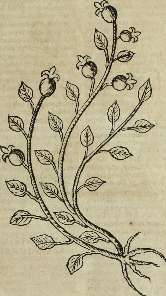 An illustration from Ioannis Eusebii Nierembergii Madritensis ex Societate Iesu ... Historia naturae, maxime peregrinae, libris XVI. distincta : in quibus rarissima naturae arcana, etiam astronomica, & ignota Indiarum animalia, ... plantae, metalla, lapides & alia mineralia, fluuiorumque & elementorum conditiones, etiam cum proprietatibus medicinalibus, describuntur ... : accedunt de miris & miraculosis naturis in Europâ libri duo, item de iisdem in terrâ Hebraeis promissâ liber vnus, 1635, leaf 322