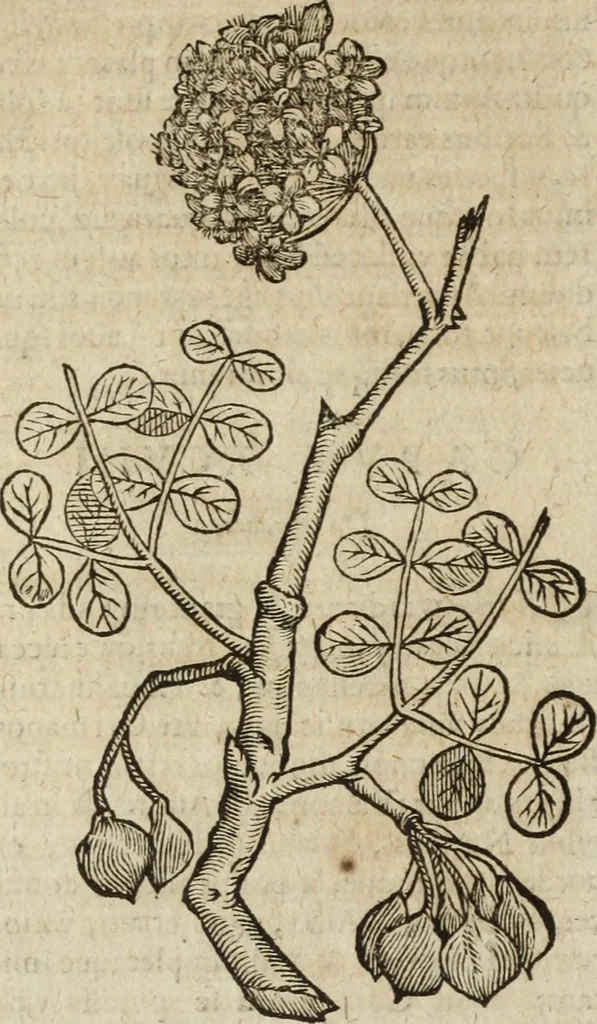 An illustration from Ioannis Eusebii Nierembergii Madritensis ex Societate Iesu ... Historia naturae, maxime peregrinae, libris XVI. distincta : in quibus rarissima naturae arcana, etiam astronomica, & ignota Indiarum animalia, ... plantae, metalla, lapides & alia mineralia, fluuiorumque & elementorum conditiones, etiam cum proprietatibus medicinalibus, describuntur ... : accedunt de miris & miraculosis naturis in Europâ libri duo, item de iisdem in terrâ Hebraeis promissâ liber vnus, 1635, leaf 343