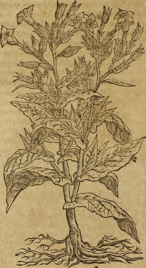 An illustration from Ioannis Eusebii Nierembergii Madritensis ex Societate Iesu ... Historia naturae, maxime peregrinae, libris XVI. distincta : in quibus rarissima naturae arcana, etiam astronomica, & ignota Indiarum animalia, ... plantae, metalla, lapides & alia mineralia, fluuiorumque & elementorum conditiones, etiam cum proprietatibus medicinalibus, describuntur ... : accedunt de miris & miraculosis naturis in Europâ libri duo, item de iisdem in terrâ Hebraeis promissâ liber vnus, 1635, leaf 371