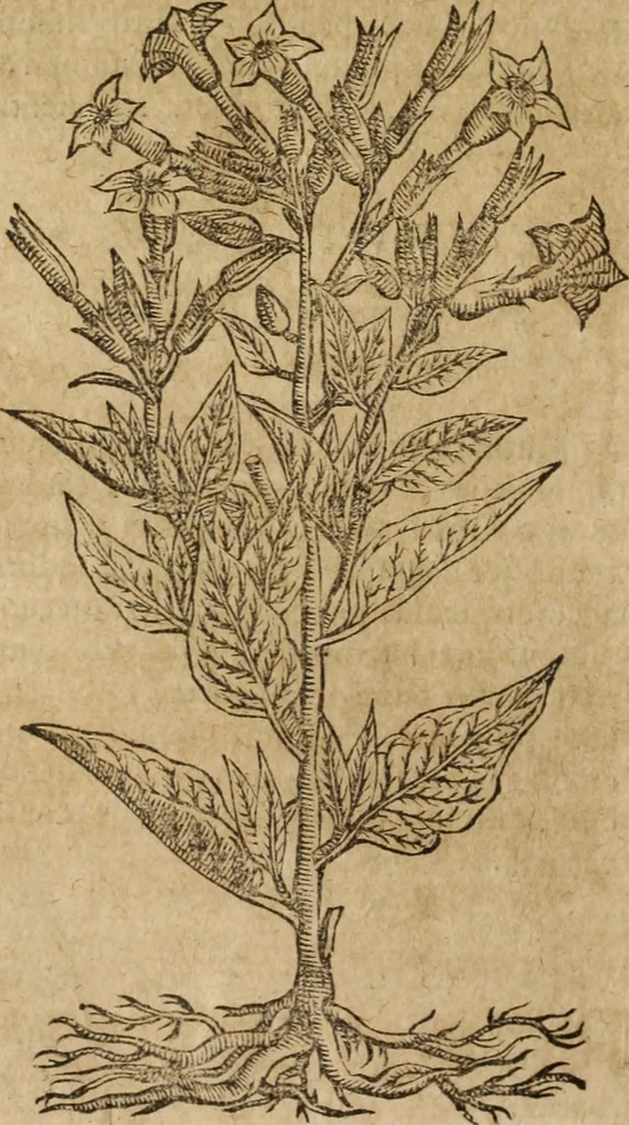An illustration from Ioannis Eusebii Nierembergii Madritensis ex Societate Iesu ... Historia naturae, maxime peregrinae, libris XVI. distincta : in quibus rarissima naturae arcana, etiam astronomica, & ignota Indiarum animalia, ... plantae, metalla, lapides & alia mineralia, fluuiorumque & elementorum conditiones, etiam cum proprietatibus medicinalibus, describuntur ... : accedunt de miris & miraculosis naturis in Europâ libri duo, item de iisdem in terrâ Hebraeis promissâ liber vnus, 1635, leaf 371