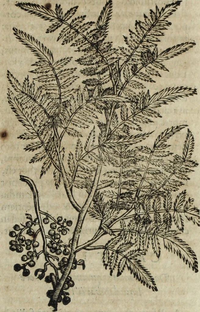 An illustration from Ioannis Eusebii Nierembergii Madritensis ex Societate Iesu ... Historia naturae, maxime peregrinae, libris XVI. distincta : in quibus rarissima naturae arcana, etiam astronomica, & ignota Indiarum animalia, ... plantae, metalla, lapides & alia mineralia, fluuiorumque & elementorum conditiones, etiam cum proprietatibus medicinalibus, describuntur ... : accedunt de miris & miraculosis naturis in Europâ libri duo, item de iisdem in terrâ Hebraeis promissâ liber vnus, 1635, leaf 374
