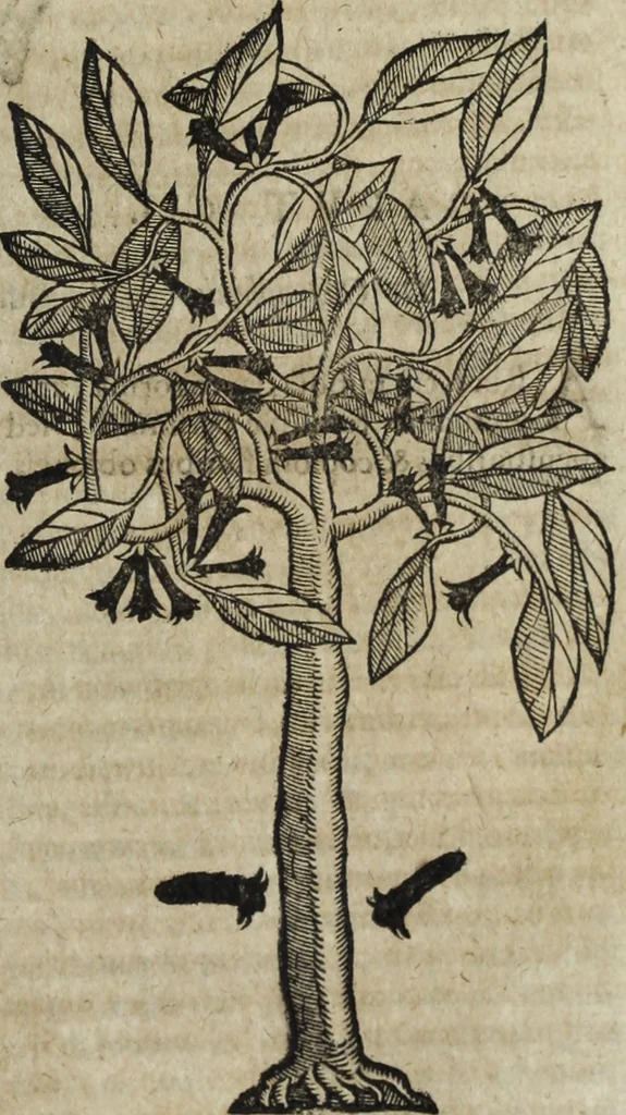 An illustration from Ioannis Eusebii Nierembergii Madritensis ex Societate Iesu ... Historia naturae, maxime peregrinae, libris XVI. distincta : in quibus rarissima naturae arcana, etiam astronomica, & ignota Indiarum animalia, ... plantae, metalla, lapides & alia mineralia, fluuiorumque & elementorum conditiones, etiam cum proprietatibus medicinalibus, describuntur ... : accedunt de miris & miraculosis naturis in Europâ libri duo, item de iisdem in terrâ Hebraeis promissâ liber vnus, 1635, leaf 384