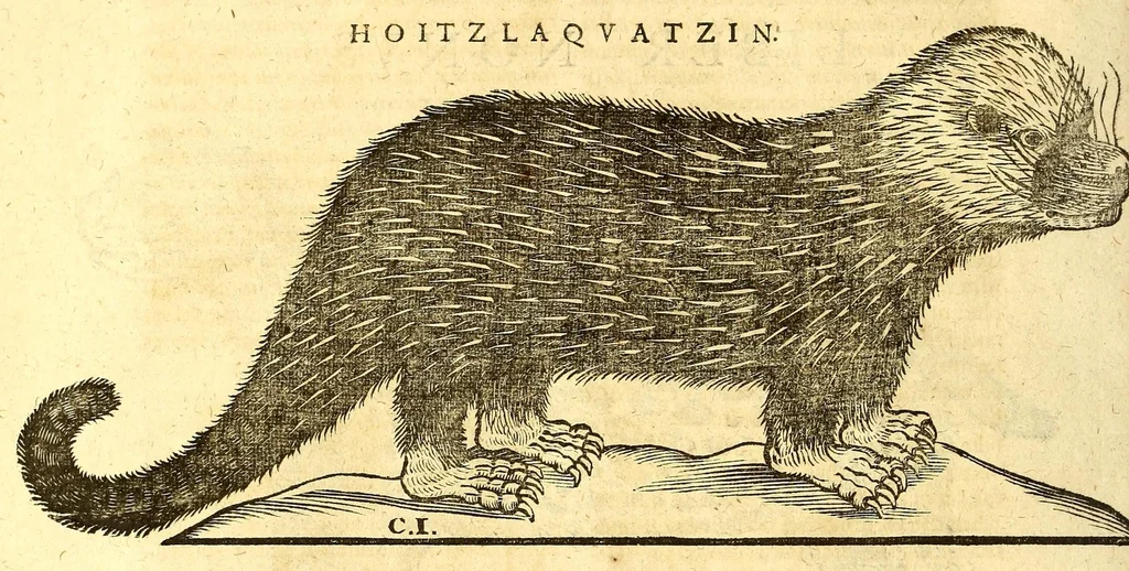 An illustration from Ioannis Eusebii Nierembergii Madritensis ex Societate Iesu ... historia naturæ, maxime peregrinæ, libris XVI. distincta. In quibus rarissima naturæ arcana, etiam astronomica, & ignota Indiarum animalia ... plantæ, metalla, lapides ... fluuioruḿque & elementorum conditiones, etiam cum proprietatibus medicinalibus, describuntur ... : Accedunt de miris & miraculosis naturis in Europâ libri duo: item de iisdem in terrâ Hebræis promissâ liber vnus, 1635, leaf 166