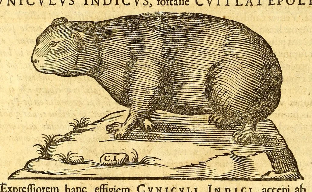 An illustration from Ioannis Eusebii Nierembergii Madritensis ex Societate Iesu ... historia naturæ, maxime peregrinæ, libris XVI. distincta. In quibus rarissima naturæ arcana, etiam astronomica, & ignota Indiarum animalia ... plantæ, metalla, lapides ... fluuioruḿque & elementorum conditiones, etiam cum proprietatibus medicinalibus, describuntur ... : Accedunt de miris & miraculosis naturis in Europâ libri duo: item de iisdem in terrâ Hebræis promissâ liber vnus, 1635, leaf 172