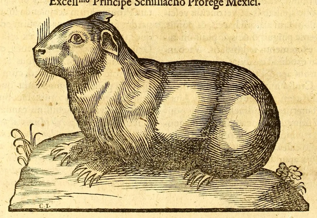 An illustration from Ioannis Eusebii Nierembergii Madritensis ex Societate Iesu ... historia naturæ, maxime peregrinæ, libris XVI. distincta. In quibus rarissima naturæ arcana, etiam astronomica, & ignota Indiarum animalia ... plantæ, metalla, lapides ... fluuioruḿque & elementorum conditiones, etiam cum proprietatibus medicinalibus, describuntur ... : Accedunt de miris & miraculosis naturis in Europâ libri duo: item de iisdem in terrâ Hebræis promissâ liber vnus, 1635, leaf 172